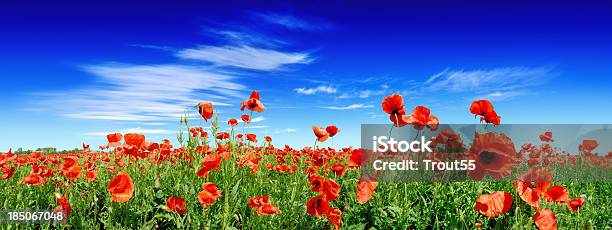 Red Poppies On Green Field Stock Photo - Download Image Now - Agricultural Field, Poppy - Plant, Flower