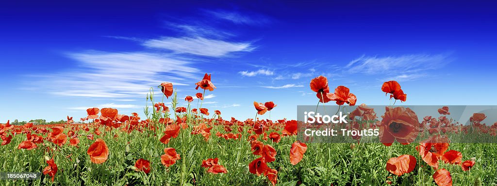 Papaveráceas no campo Verde Vermelho - Royalty-free Campo agrícola Foto de stock