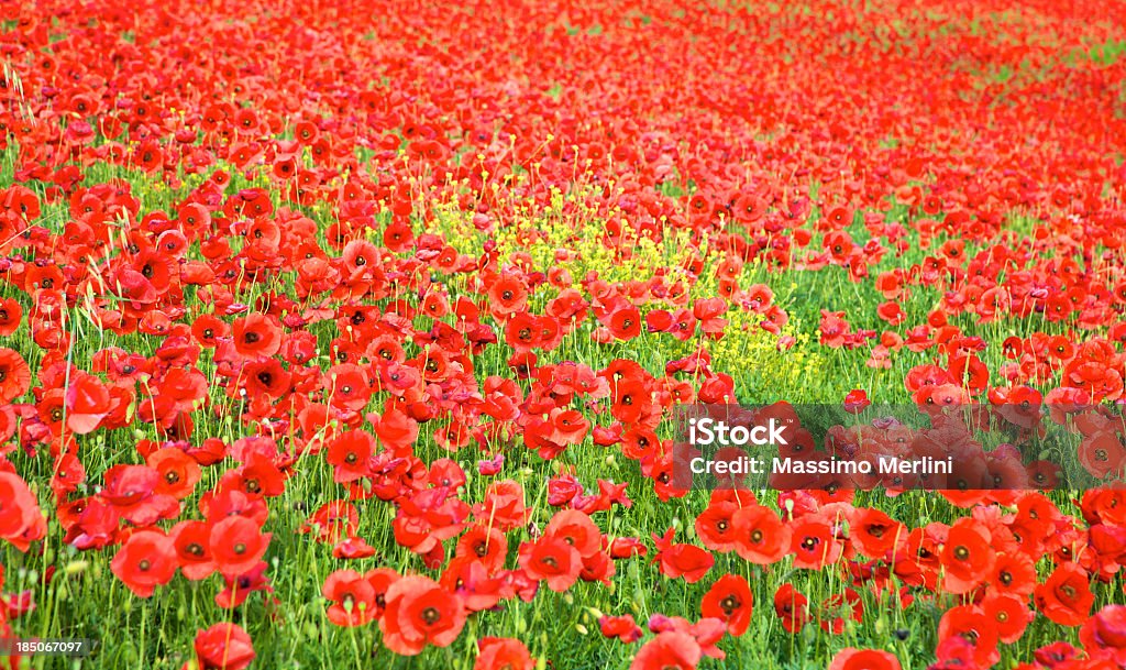 Poppy's Field - Foto de stock de Papoula - Planta royalty-free