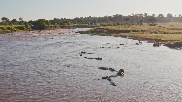 Maasai Mara Africa Aerial Drone Shot View of Hippos in Mara River, Beautiful African Landscape Scenery and Safari Wildlife Animals of a Group of lots of Hippo in the Water of Masai Mara, Kenya