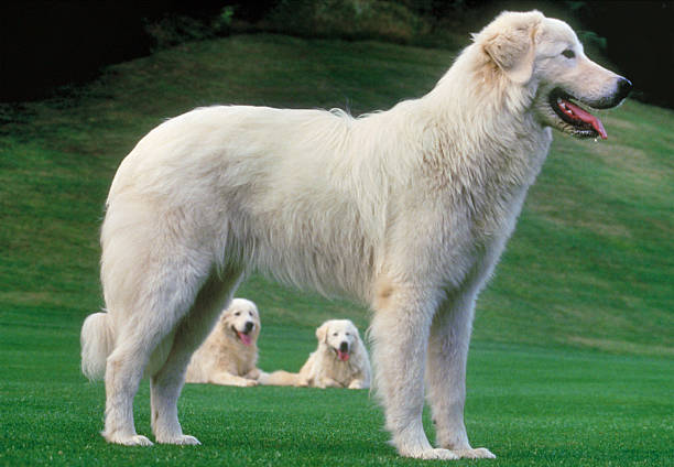 Kuvasz Dog, Portrait of Adult