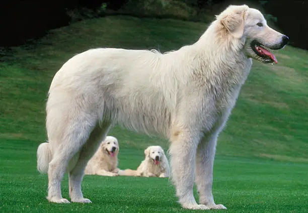 Photo of Maremma sheepdog in a lawn, side view, two crouched background