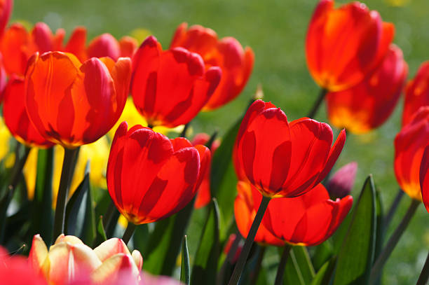istock Red tulips in the counter-light 185067676