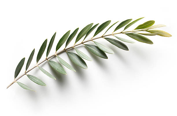 olive branch. simbolo della pace. - ramo parte della pianta foto e immagini stock