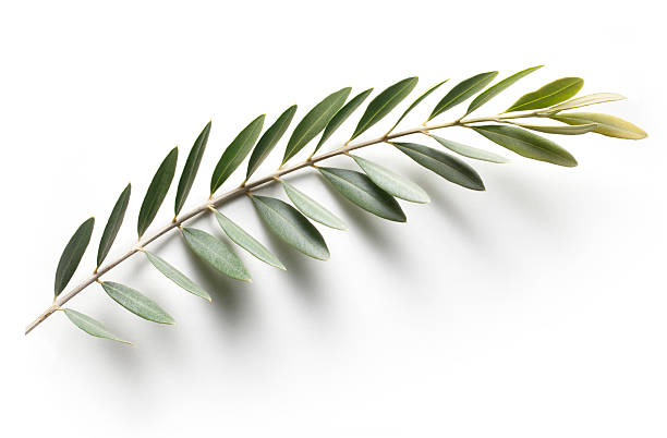 Olive Branch Peace Symbol Stock Photo - Download Image Now - Leaf, Olive  Tree, Olive Branch - iStock