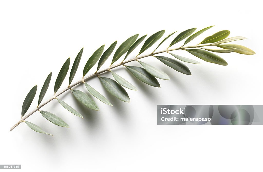 Olive branch. Symbol pokoju. - Zbiór zdjęć royalty-free (Drzewo oliwne)