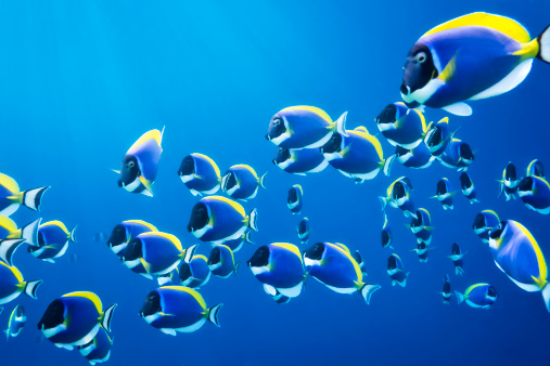 shoal of powder blue surgeonfish - in the Indian Ocean to the Maldives - rays of light breaking down by water