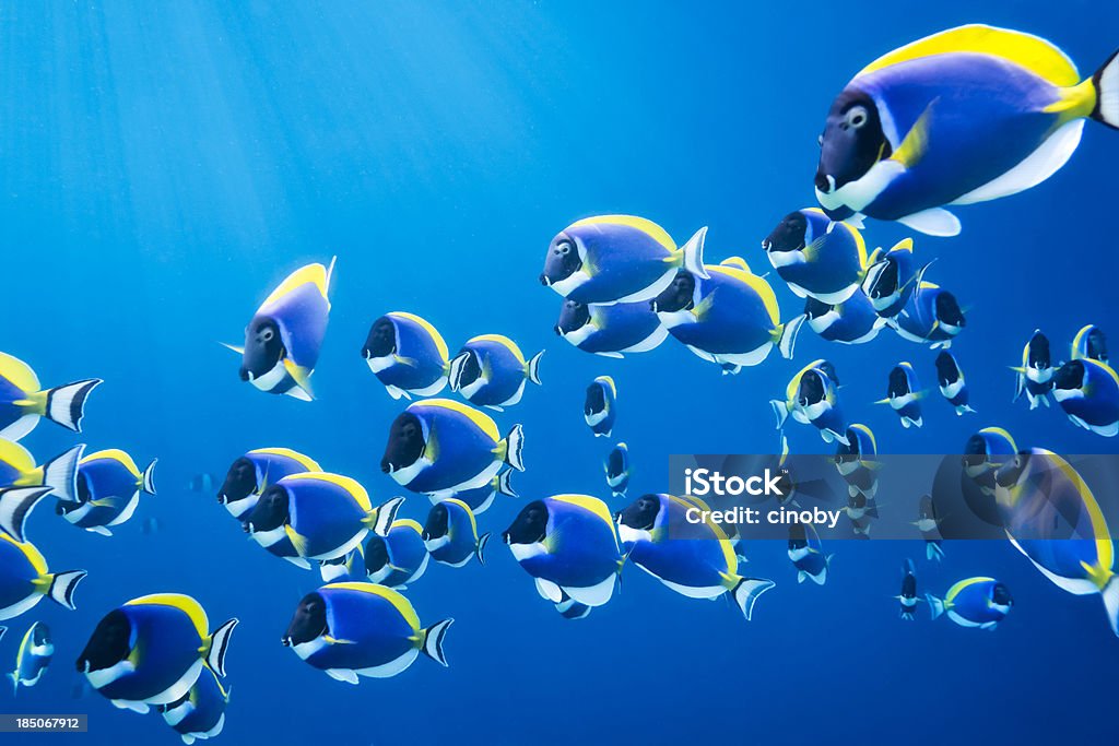 Shoal of Powder Blue Surgeonfish shoal of powder blue surgeonfish - in the Indian Ocean to the Maldives - rays of light breaking down by water Fish Stock Photo