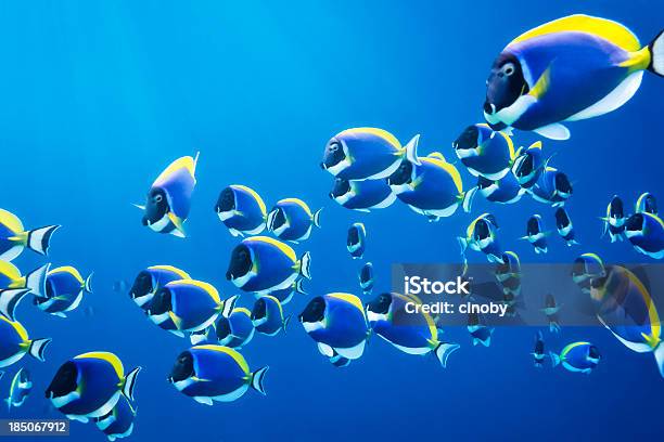 Shoal Of Powder Blue Surgeonfish Stock Photo - Download Image Now - Fish, School of Fish, Tropical Fish