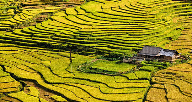 istock Rice fields near Sapa town in North Vietnam 185068125