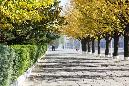 Trees changing color on a walking path in Wonsan City, North Korea, DPRK