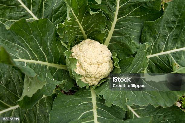 Aus Blumenkohl Stockfoto und mehr Bilder von Blumenkohl - Blumenkohl, Kulturpflanze, Wachstum