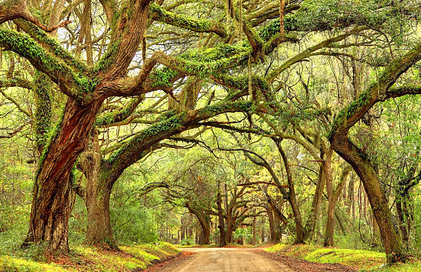 Rural southern road in the South Carolina lowcountry near Charleston Giant oak trees draped with spanish moss line a scenic road in the South Carolina lowcountry on Edisto Island near Charleston. Charleston is the oldest and second-largest city in the State of South Carolina. Charleston is known for its rich history, antebellum architecture, and distinguished restaurants charleston south carolina photos stock pictures, royalty-free photos & images