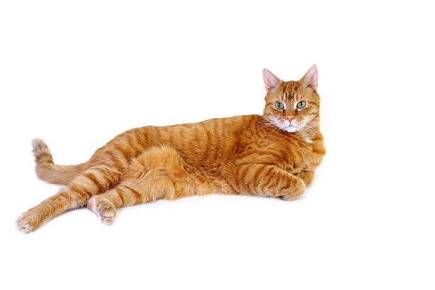 An Orange Tabby Cat Full Length on White Background