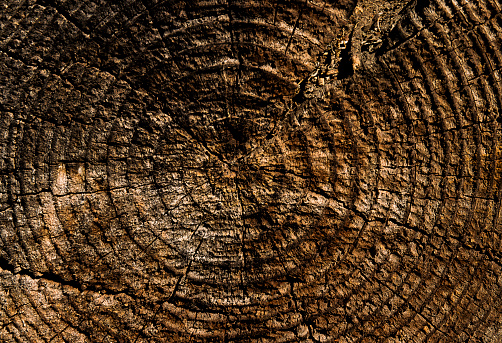 tree rings in close-up (XXL)