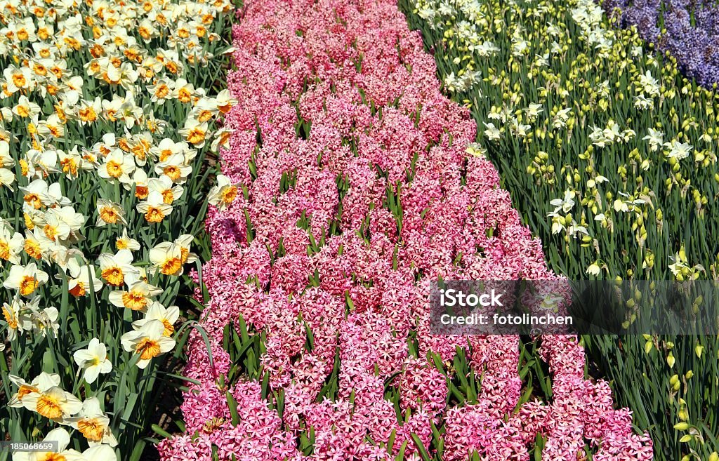 Bunte Blume-Bett - Lizenzfrei Blau Stock-Foto