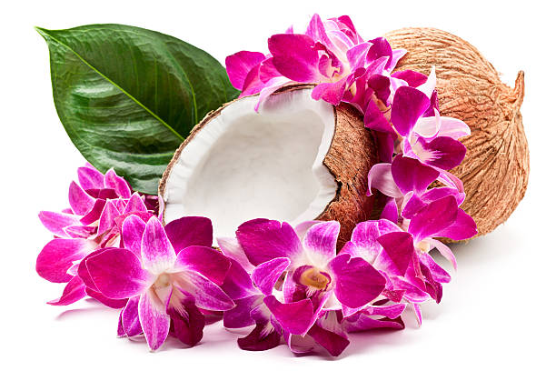 coconuts y lei - hawaiian orchid fotografías e imágenes de stock