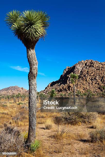 Joshua Tree Und Steine Stockfoto und mehr Bilder von Australisches Buschland - Australisches Buschland, Baum, Berg