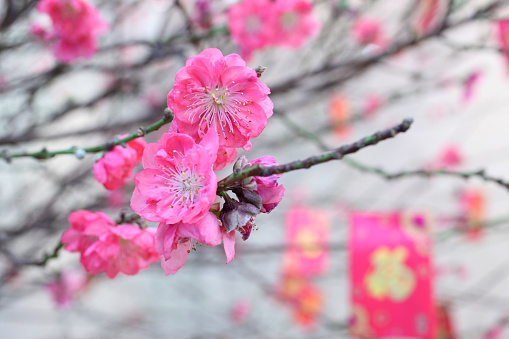 Chinese New Year decorations, red pockets on peach blossom.