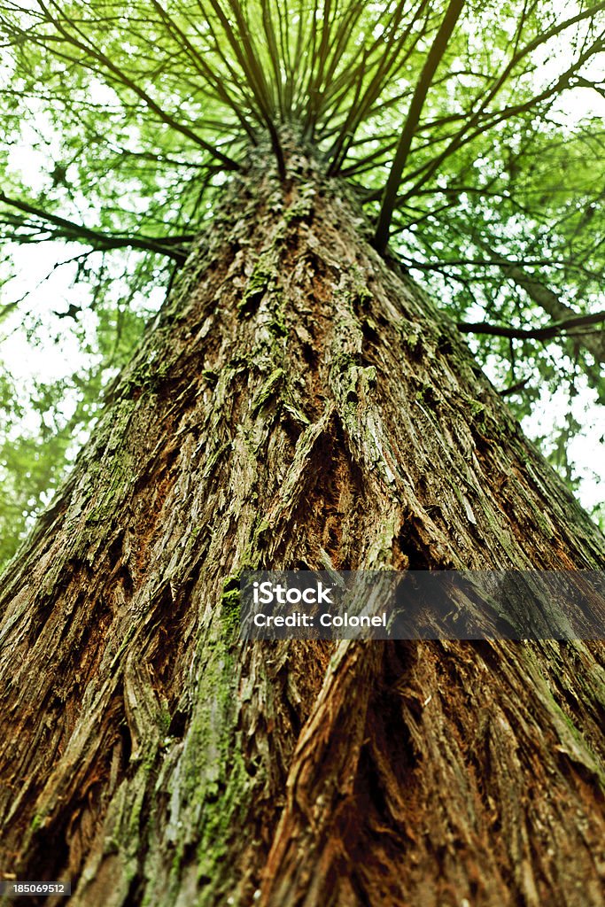 Short Gros plan de Redwood - Photo de Arbre libre de droits