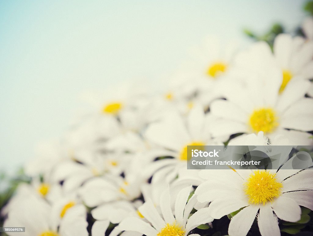 daisy fleurs de printemps - Photo de Camomille - Fleur des zones tempérées libre de droits
