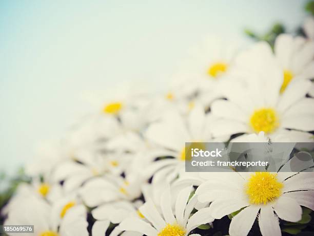 Photo libre de droit de Daisy Fleurs De Printemps banque d'images et plus d'images libres de droit de Camomille - Fleur des zones tempérées - Camomille - Fleur des zones tempérées, Champ, Ciel