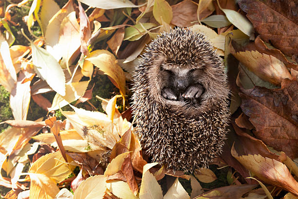 baby hedgehog w otoczeniu liści jesienią - jeż zdjęcia i obrazy z banku zdjęć