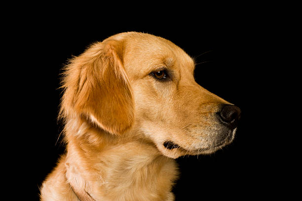 She'll eat anything! Golden Retriever puppy tasting a spring tulip. Motion blur around mouth and nose. Slightly softened with a soft light blend.