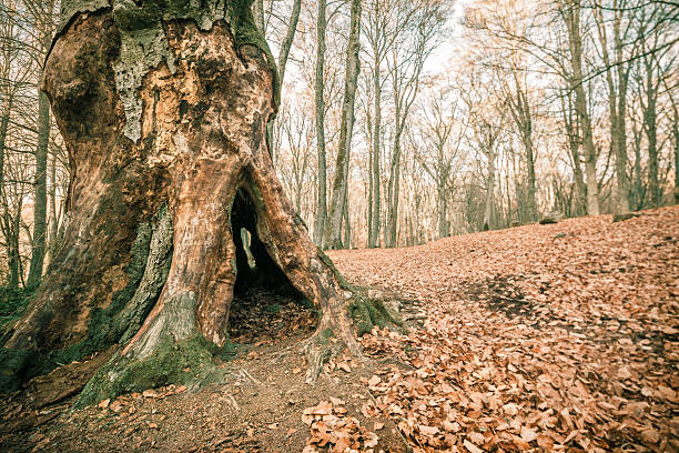 istock Hollow dead tree trunk, Monte Cimino, Lazio Italy 185070071