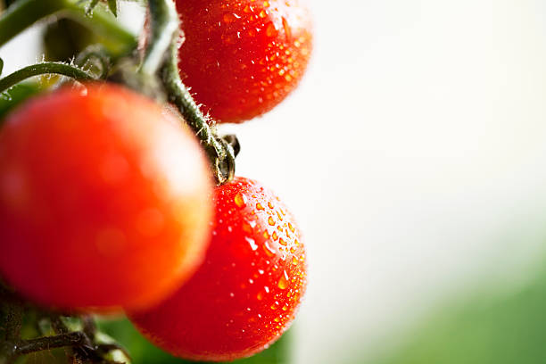istock ripe tomato garden drop of water 185070076