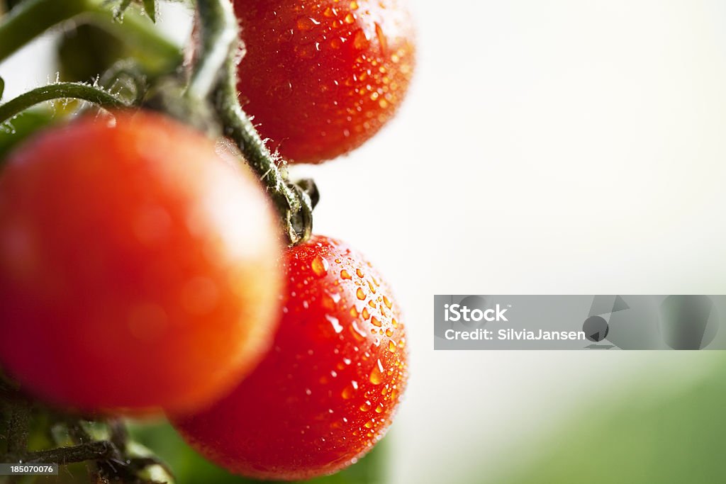 Tomates Tomate Jardim gota de água - Royalty-free Agricultura Foto de stock