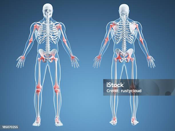 Circo Nylon Patológico Dolor Articular Medio Foto de stock y más banco de imágenes de Esqueleto  humano - Esqueleto humano, Cuerpo humano, Articulación - iStock