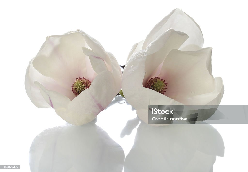 Hermosas flores con reflexión magnolia - Foto de stock de Magnolia libre de derechos