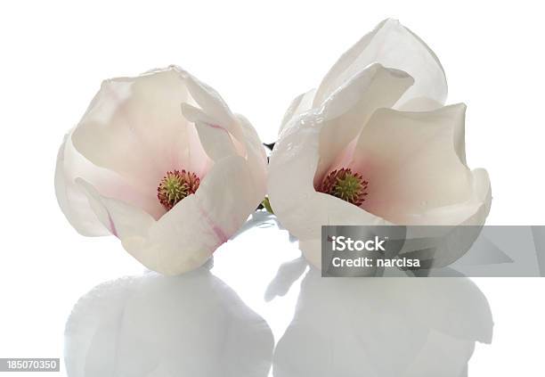 Photo libre de droit de Magnifique Magnolia Fleurs Avec Réflexion banque d'images et plus d'images libres de droit de Magnolia - Magnolia, Reflet, Blanc