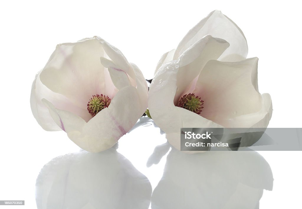 Bella magnolia fiori con riflessione - Foto stock royalty-free di Magnolia