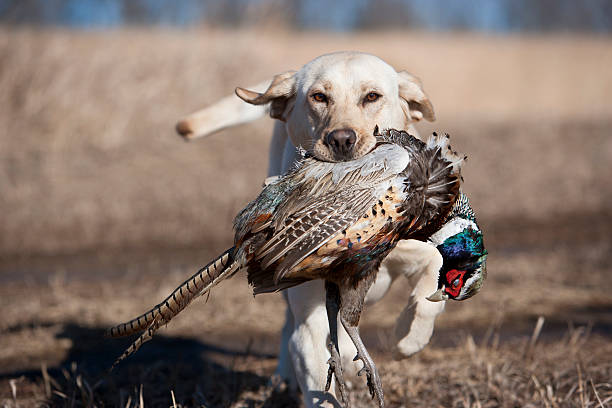 палевый лабрадор ища в виде петухов pheasant в среднем западе. - pheasant hunting dog retriever стоковые фото и изображения