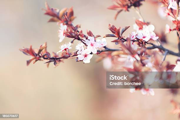 桜の花 - アウトフォーカスのストックフォトや画像を多数ご用意 - アウトフォーカス, カラー画像, クローズアップ