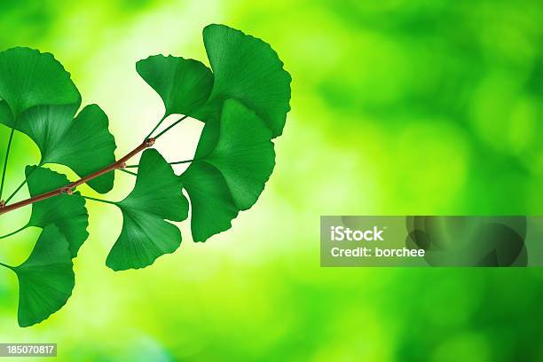 Foglie Di Ginkgo - Fotografie stock e altre immagini di Albero - Albero, Albero deciduo, Ambientazione esterna