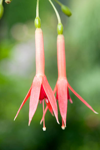 istock Close up of Fuschia 185070832