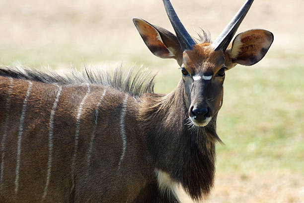 Nyala  Big Antelope Close-up