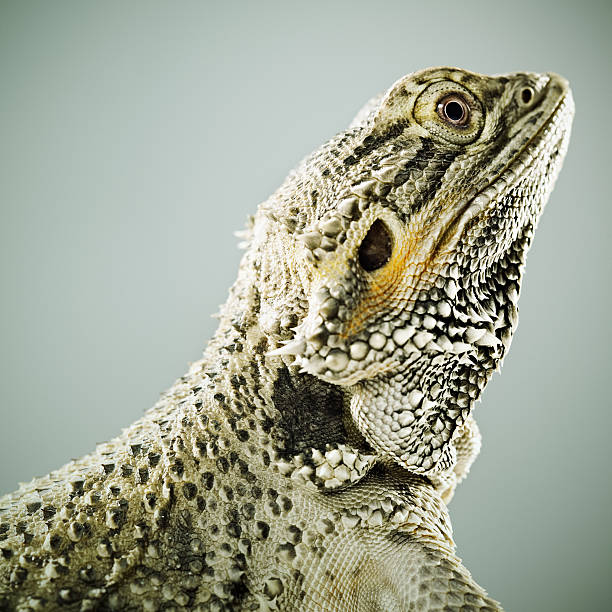 istock Portrait of Reptile 185071185