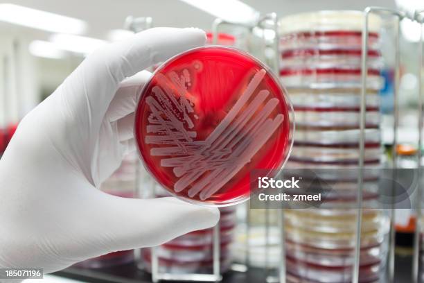 Pathogenic Bacteria Stock Photo - Download Image Now - Antibiotic Resistant, Agar Jelly, MRSA