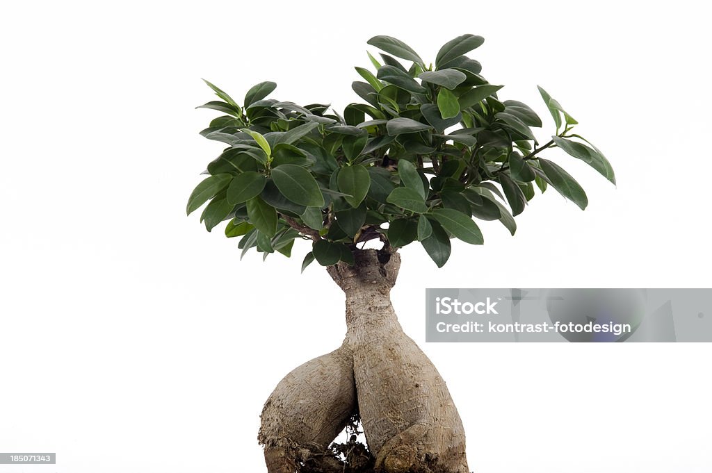 Ginseng bonsai - Foto de stock de Fundo Branco royalty-free