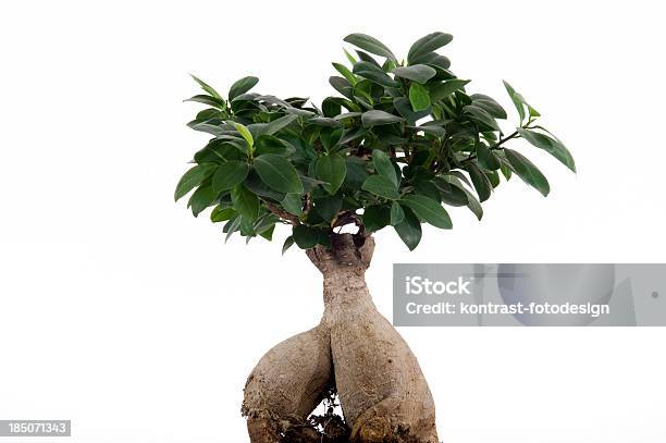 Foto de Ginseng Bonsai e mais fotos de stock de Fundo Branco - Fundo Branco, Ginseng, Banian