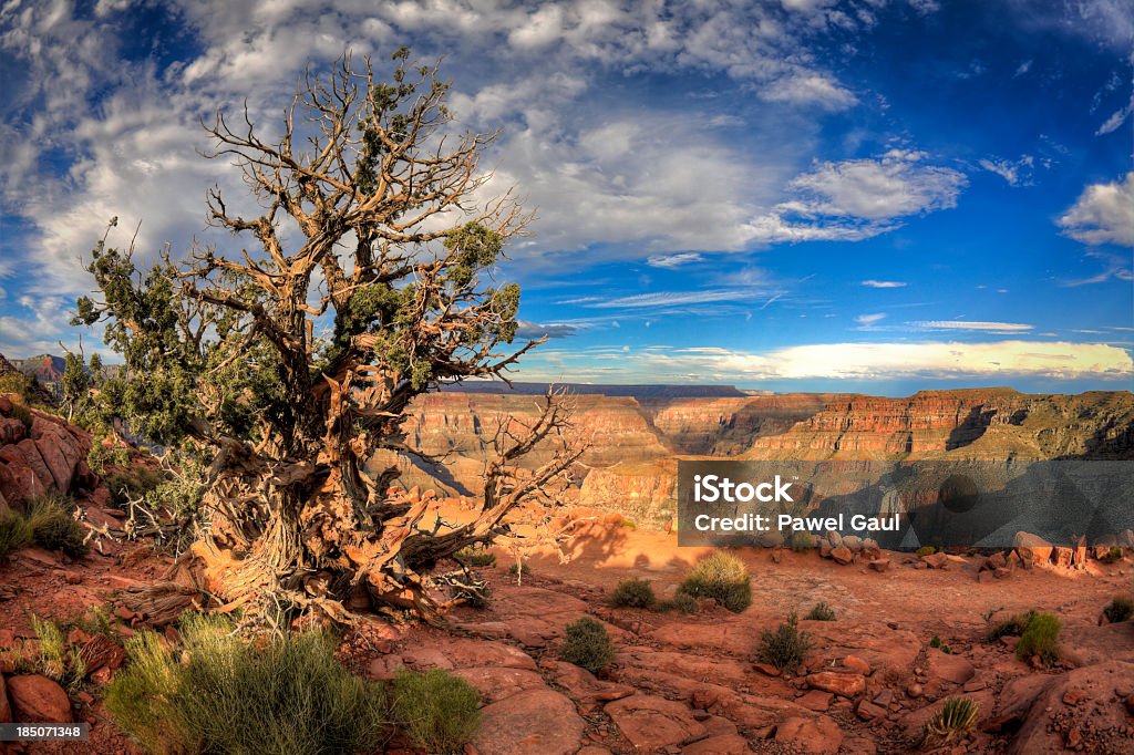 Grand canyon - Foto de stock de Arizona royalty-free