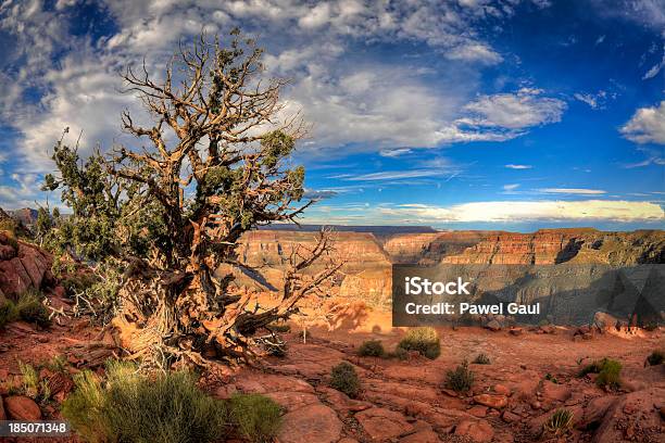 Foto de Grand Canyon e mais fotos de stock de Arizona - Arizona, Pinho Bristlecone, Apontar - Sinal Manual