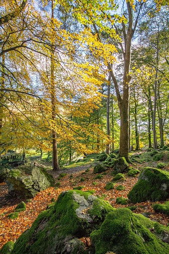 Autumn colours on a bright day in a forest in Powys, Wales