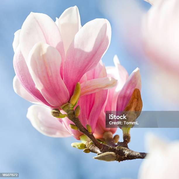 Photo libre de droit de Magnolia banque d'images et plus d'images libres de droit de Magnolia - Magnolia, Blanc, Magnolia de Soulange