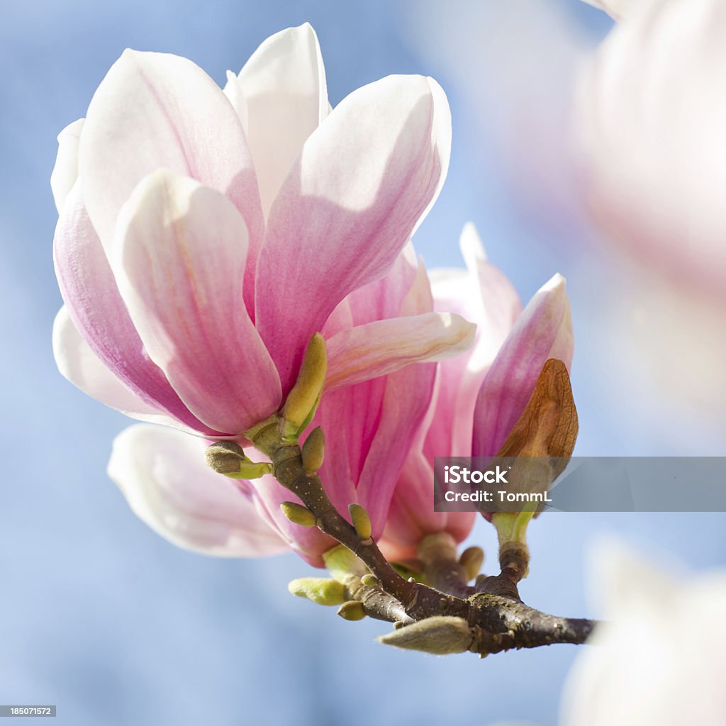 Magnolia Close-up of a magnolia blossom against sky. Magnolia Stock Photo