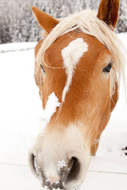 istock Horse portrait 185071659